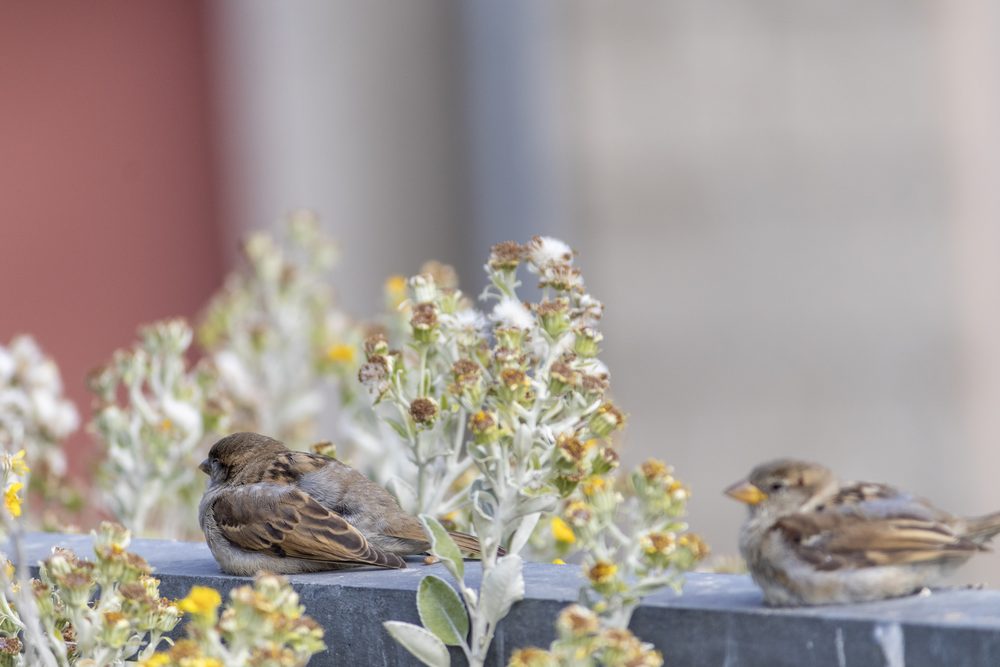 Fauna — foto 2