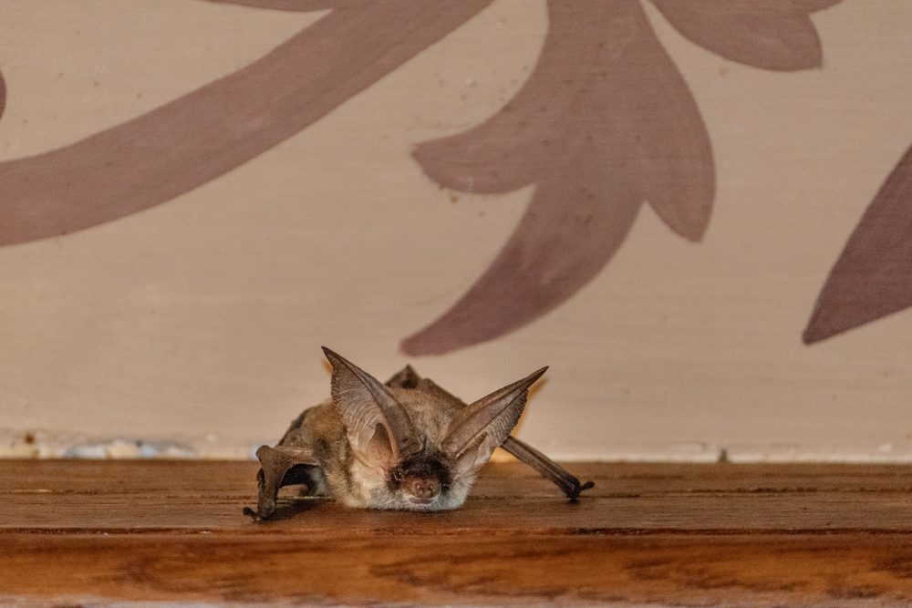 Fauna — foto 3