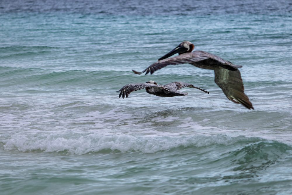Fauna — foto 6
